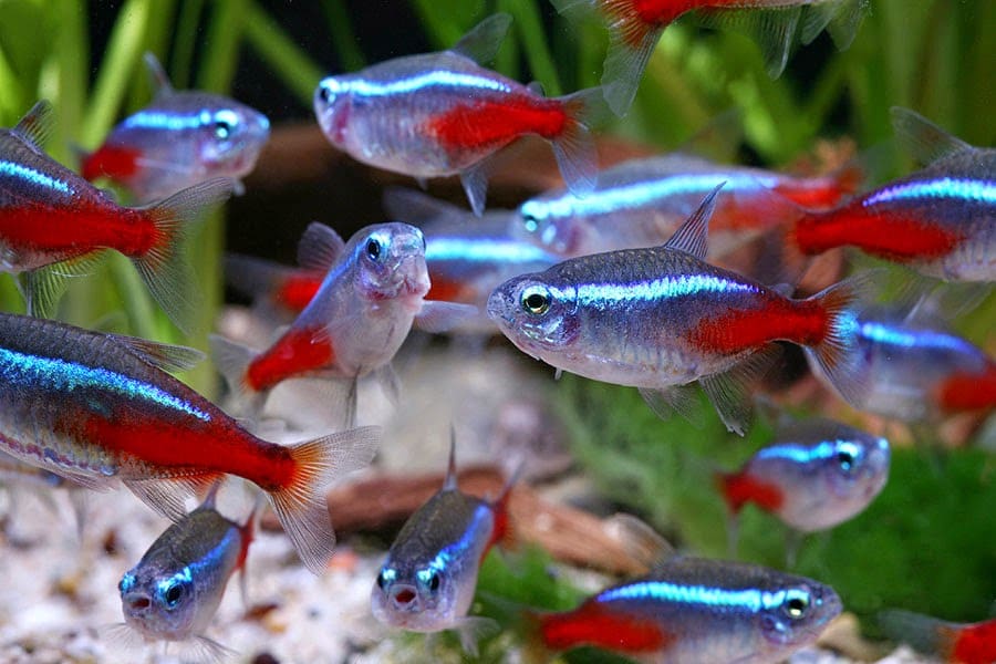 Keeping Tropical Fish: How to care for Neon tetras – Complete Koi
