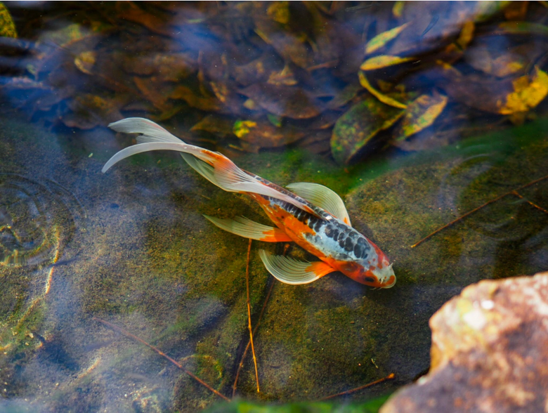 pond fish in shallow water