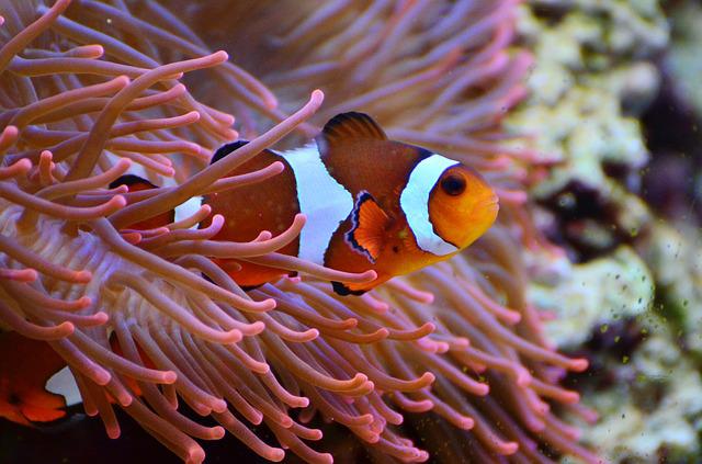 Keeping Marine Fish: How to care for Clownfish