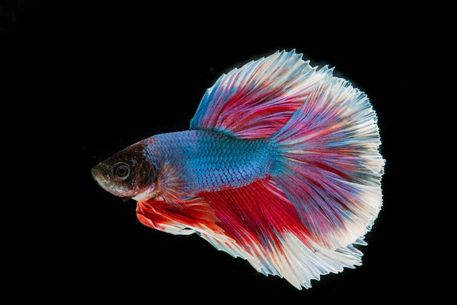 Common Health Issues of Betta Fish & How To Prevent Them