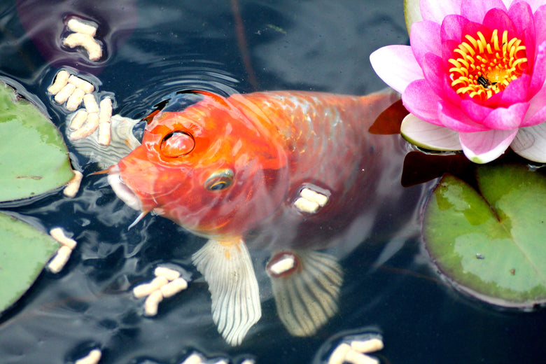 A Complete Guide to Feeding Your Fish Complete Koi UK