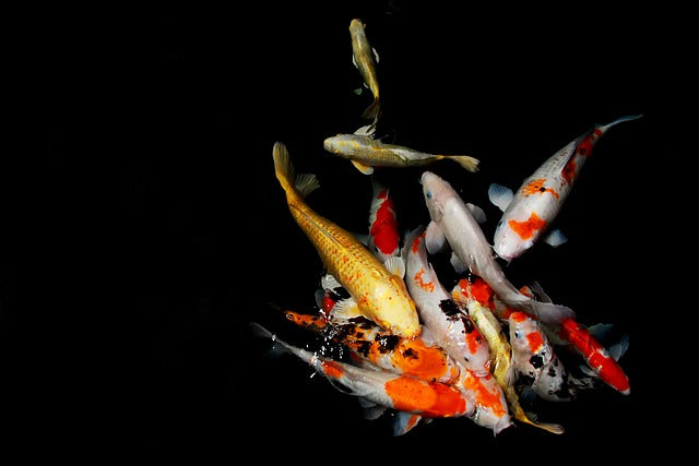 Koi Carp: The Ultimate Guide