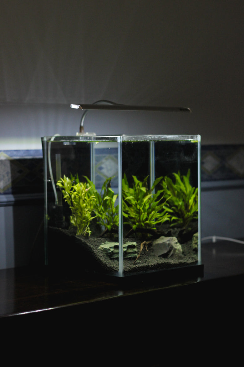 Aquarium Plants: Our Complete Guide