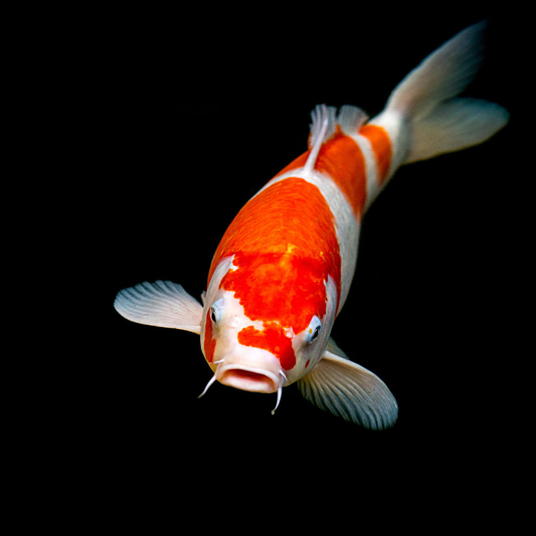 The Ultimate Guide to Kohaku Koi: Origins, Traits, and Varieties